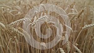 Wheat Field in morning. Ears of wheat close up. Harvest and harvesting concept.