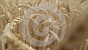 Wheat Field in morning. Ears of wheat close up. Harvest and harvesting concept.