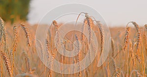 Wheat field in morning pink sunlight. Ears of cereal plant close-up. Harvest and harvesting concept. Golden crop yield.