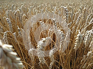 Wheat field natural product. Growth nature harvest. Ears of golden wheat close up. Rural scene under sunlight. Summer