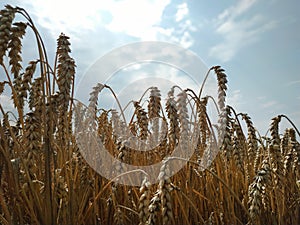 Wheat field natural product. Growth nature harvest. Ears of golden wheat close up. Rural scene under sunlight. Summer