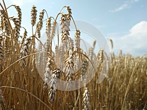 Wheat field natural product. Growth nature harvest. Ears of golden wheat close up. Rural scene under sunlight. Summer