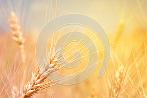 Wheat field natural product. Spikelets of wheat in sunlight close-up. Summer background of ripening ears of agriculture landscape