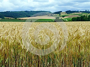 Wheat field in North Plains, Oregon