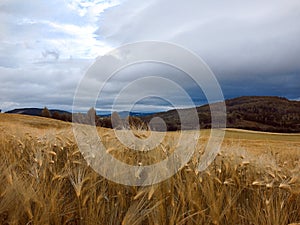 Wheat in the field in norway