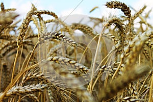Wheat
