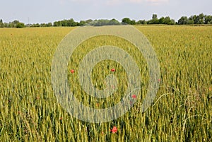 wheat field with not yet ripe ears and in the Plain