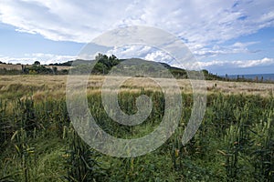 Wheat field on the ocean coast. Ireland