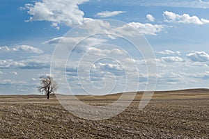 Wheat field with one bare tree