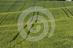 Wheat field over blue sky