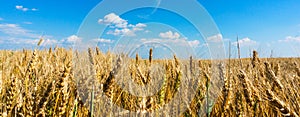 Wheat field panorama