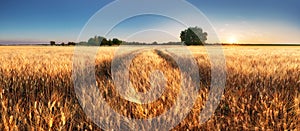 Wheat field panorama with path at summer sunset, Agriculture