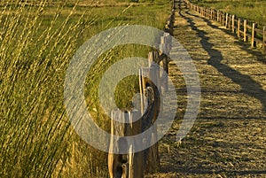 Wheat Field Path