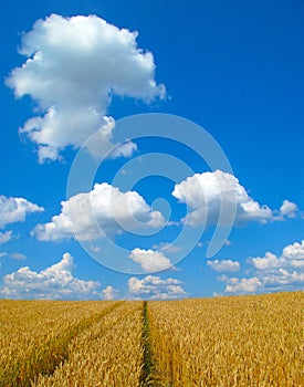 Wheat field with path