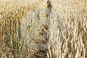 Wheat field with a path among spikelets on a sunny summer day. Cultivation of cereal crops. Close-up