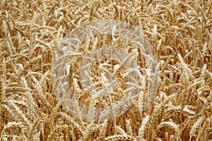 Wheat Field Perspective - Cereals  Harvesting. Farm grows spring wheat. Ears of ripe wheat close up. Concept of agriculture. Ears
