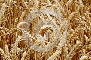 Wheat Field Perspective - Cereals  Harvesting. Farm grows spring wheat. Ears of ripe wheat close up. Concept of agriculture. Ears