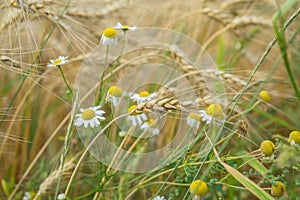 Wheat field and Pleasantly weeds, wild Matricaria in a field on a farm a sunny summer day with cereal ears