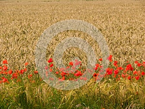 Wheat Field with Poppies 2