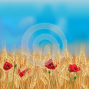 Wheat field with poppies and blue sky