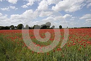 Wheat field with poppies in Cambridgeshire, England