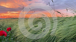 Wheat field poppies sunset. A close-up of poppies thriving amidst a wheat field, bathed in the warm, golden light of