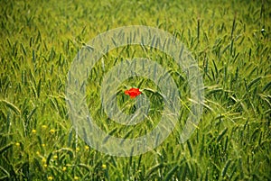 Wheat field and a poppy