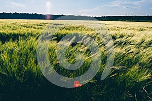 Wheat field with poppy flower