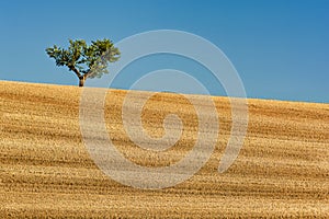 Wheat field in Provence south of France with almond tree during summer against blue sky