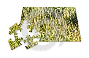 Wheat field in puzzle shape - concept image