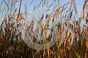 Wheat on the field in the rays of sunset photo