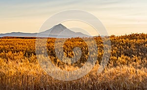 Wheat Field Ready to Harvest in Central Oregon