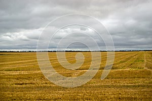 Wheat field, the reaped crop