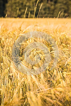 Wheat  field.  Reconnecting with nature. Back to nature. Vertical format. Summer