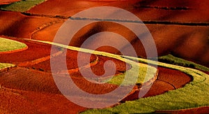 Wheat Field on Red Land
