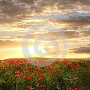 Wheat field with red poppies and chamomile - dreamy sunset scene