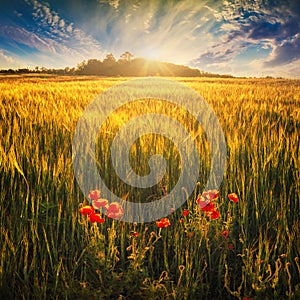 Wheat field with red poppys