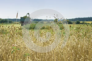 Wheat field, ripe barley, rye field, sunny day, working combine harvester, harvesting wheat cereal in farm. Agricultural