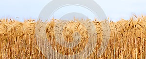 Wheat field with ripe ears photo