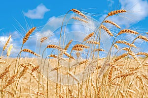 Wheat field. Ripe golden ears of wheat against a blue sky