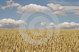 Wheat field ripe grains and stems wheat on background dramatic sky, season agricultures grain harvest.