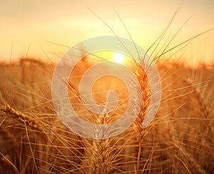 Wheat field ripe grains and stems wheat on background dramatic sunset, season agricultures grain harvest