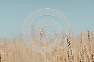 Wheat field with ripe harvest against light blue sky at sunset or sunrise.  Ears of golden wheat rye close crop. agriculture lands