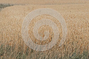 Wheat field with ripe harvest against light blue sky at sunset or sunrise.  Ears of golden wheat rye close crop. agriculture lands