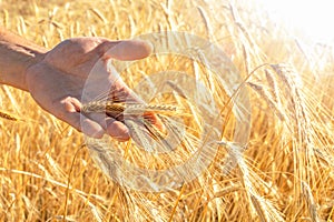 Wheat field, ripe yellow ears in the field, harvest time,