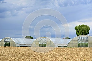 Wheat field in Rovigo photo