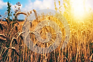 Wheat field rural nature scenery under shining sunlight.