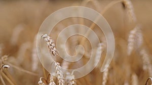 Wheat field, Rural Scenery, grain ears, Crops field, cereal harvest, yellow barley, golden rye, summer landscape