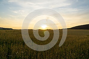 Wheat field during sunnrise or sunset.