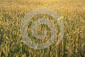 Wheat field during sunnrise or sunset.